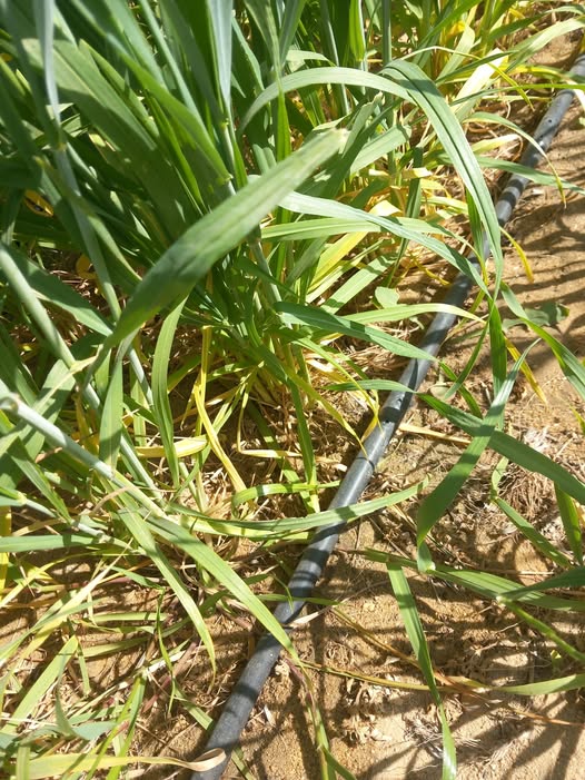 ممكن تشخيص والعلاج القمح ناشف من تحت